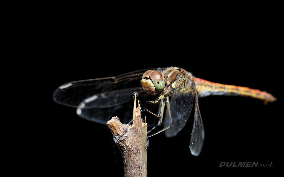 Moustached darter (male, Sympetrum vulgatum)